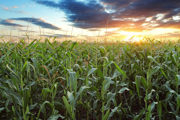 Corn growing in a corn field - Future Thinking